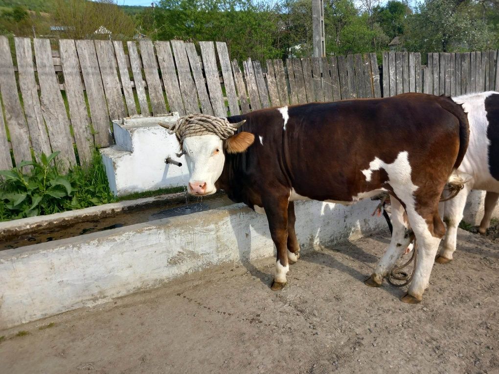 Vând junca de un an și 7 luni   nui data  la taur dar caută taur acum