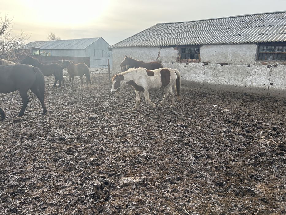 Продам лошадей разных возрастов