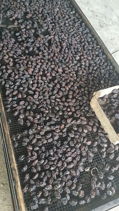 Vând prune uscate!