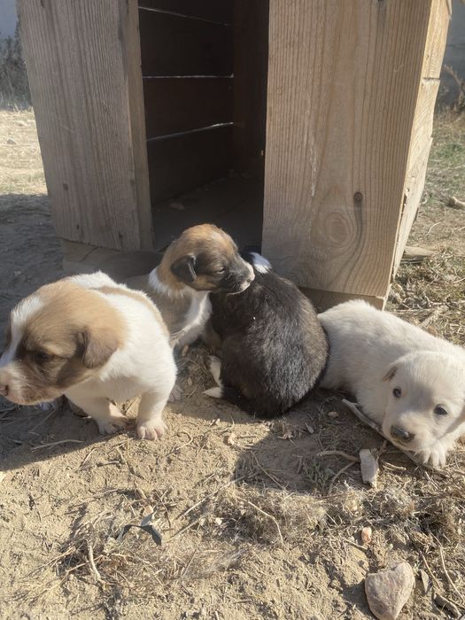 Доставка есть щенки