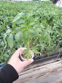 Зеленчукови разсади- домати и краставици