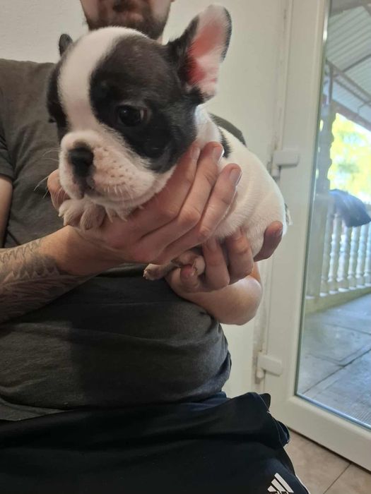Plușuri vi Bulldog Francez