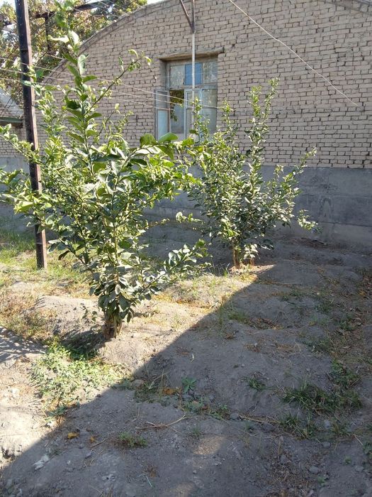 Limon ko'chatlari sotiladi 80 tub bor 4 yillik mir navidan