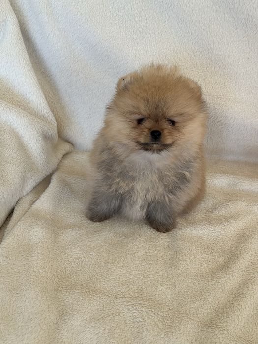 Чистокръвни Померанчета Момчета и Момиче