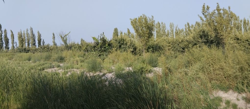 Bog'  sotiladi 1 gektar Parsezda