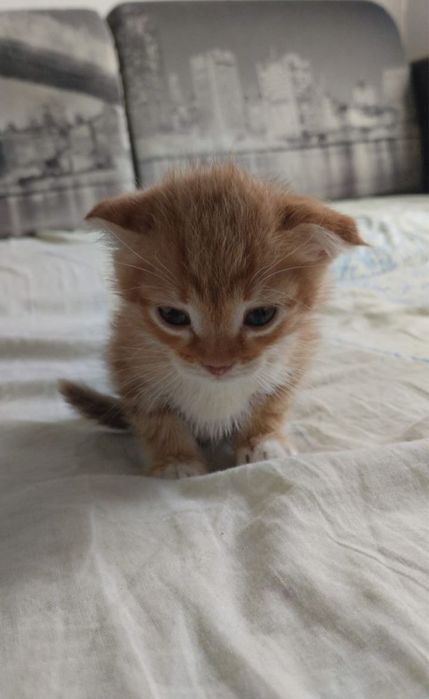 отдам котят бесплатно
