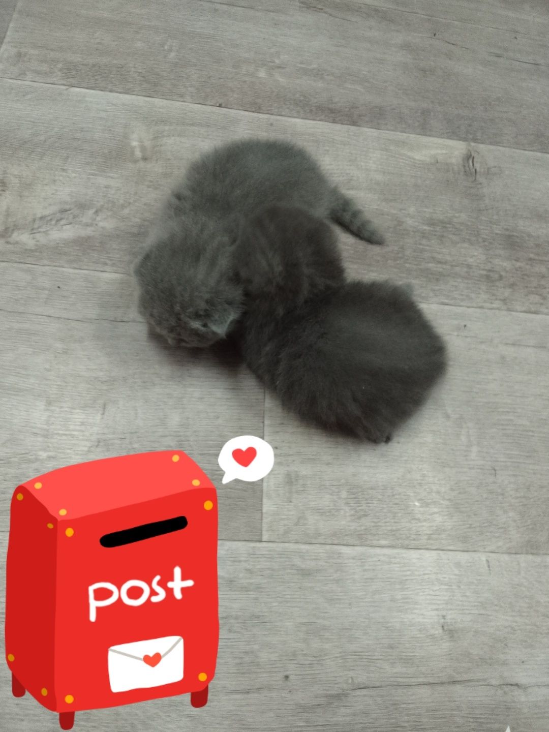 Продается кошка с котятами