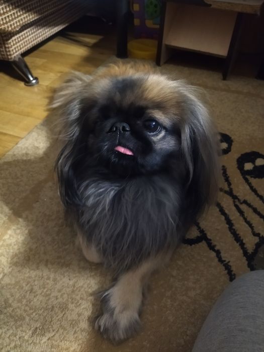 Пекинес мальчик.