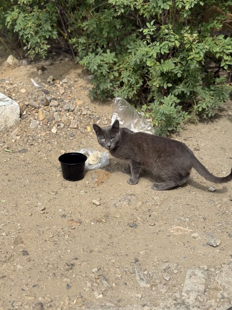 Ищем дом для кота!