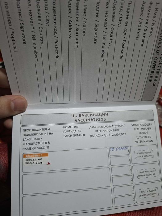 Чихуахуа момиче.