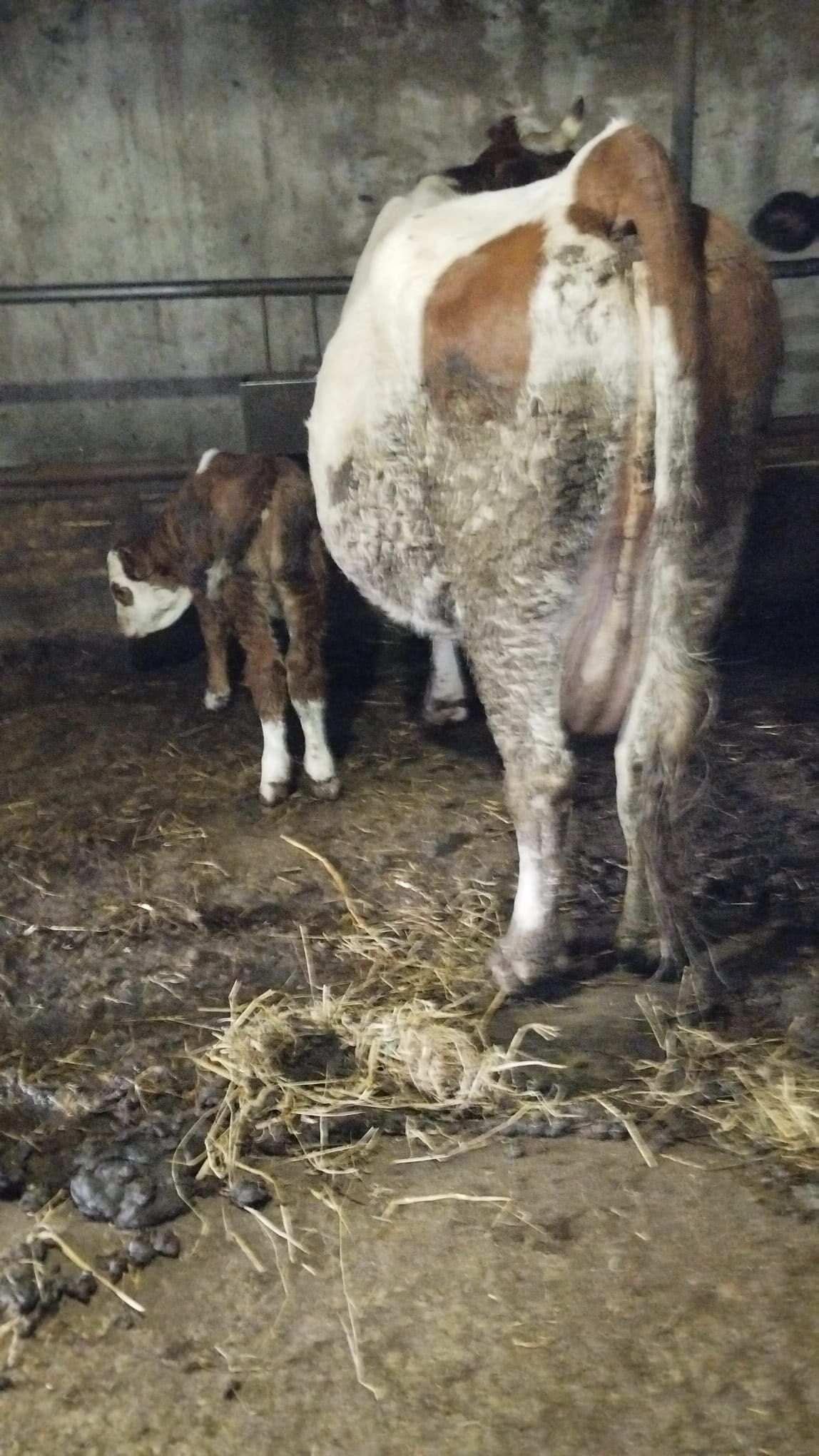 Vaca de vânzare .