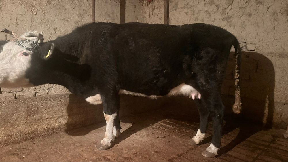 Сиыр сауынды, парода чернапёстрии