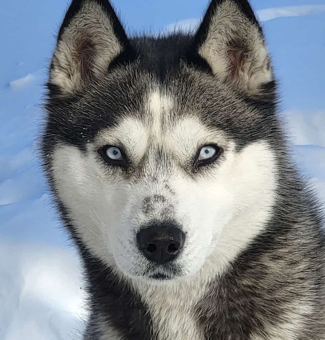 Отдам Хаски, в добрые руки