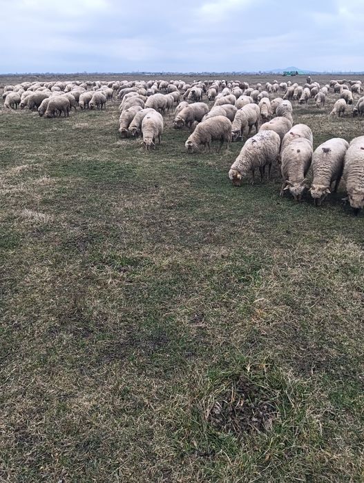 Oi tigai de vânzare !