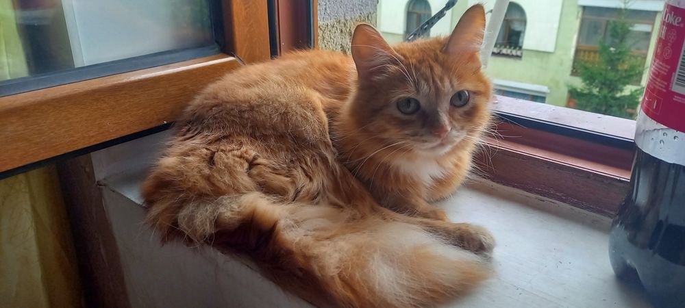 Отдам кота красивого
