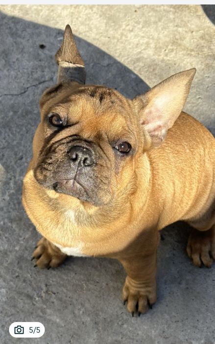 Продам щенка французский бульдог ,с документами и ветпаспортом,