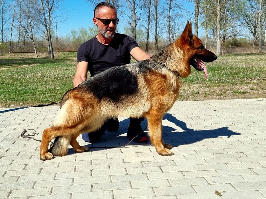 Pui Ciobanesc german cu pedigree