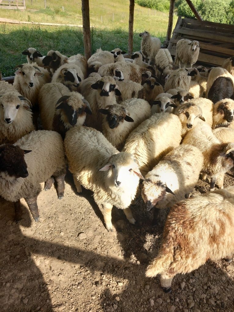 Miei grași 60 de bucăți
