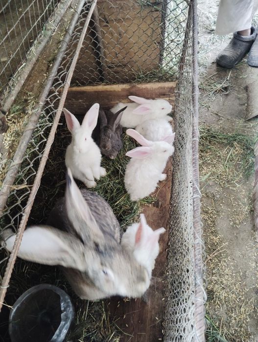 Продаются кролики фландр