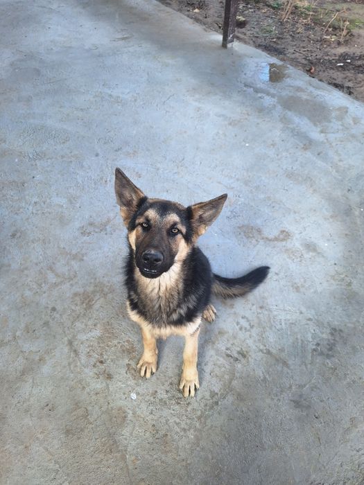 Продам овчарку 6 месяцев