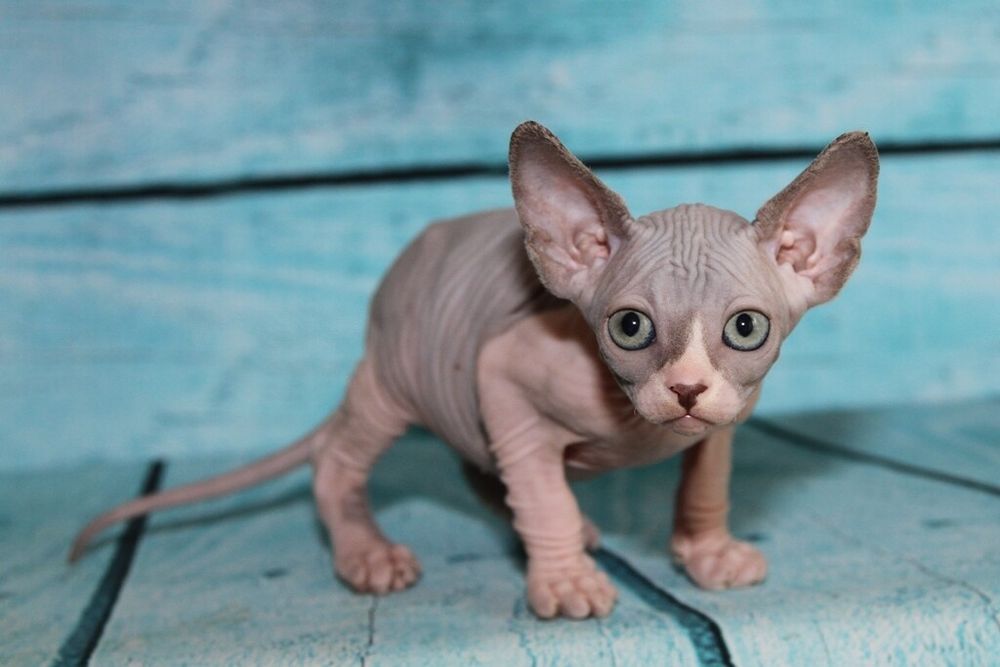 Канадские сфинксы. Доставка