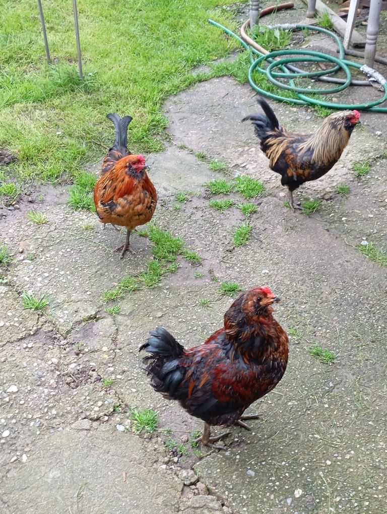 Pui Ameraucana ouă verzi