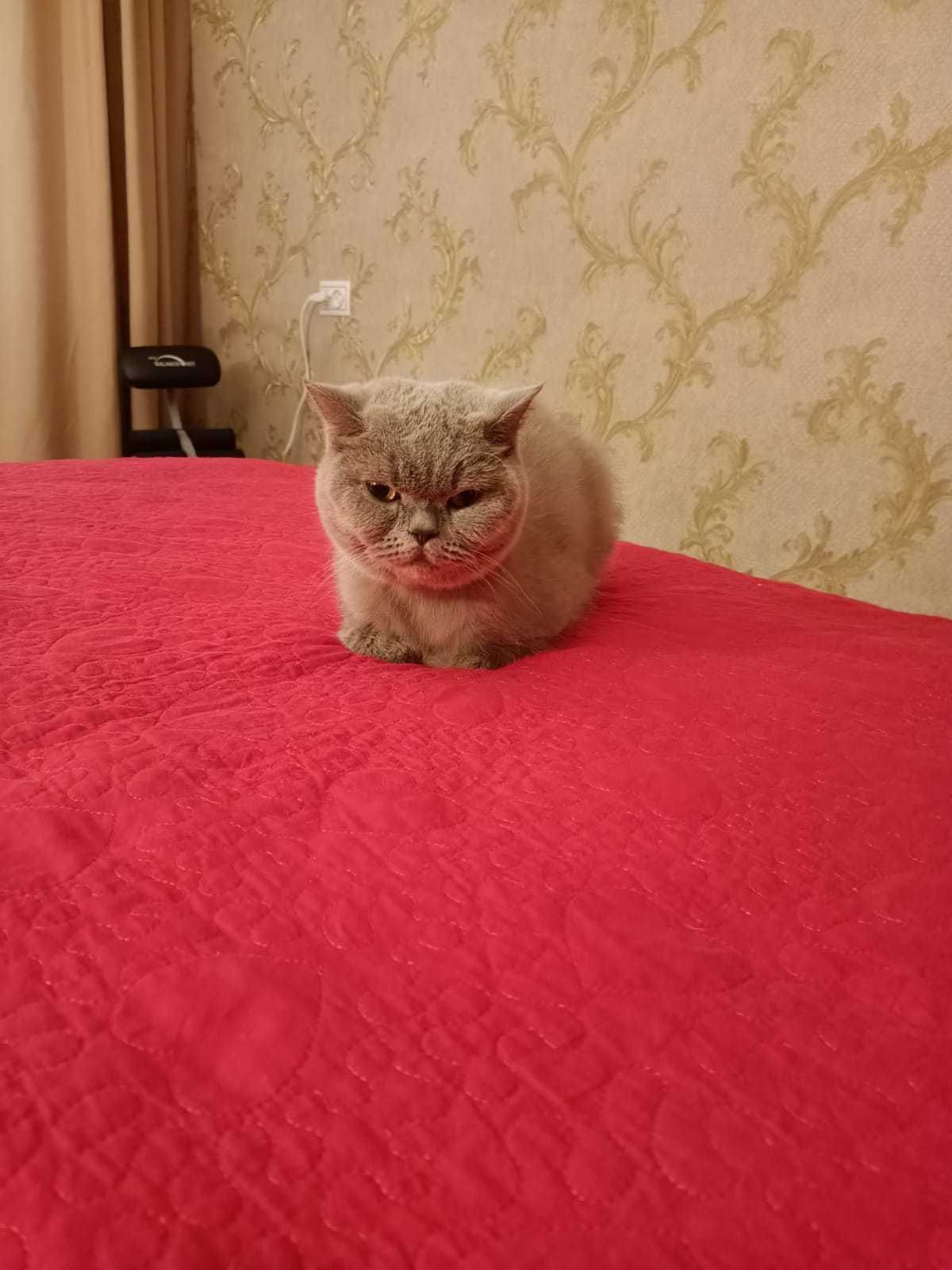 передержка котов и кошек