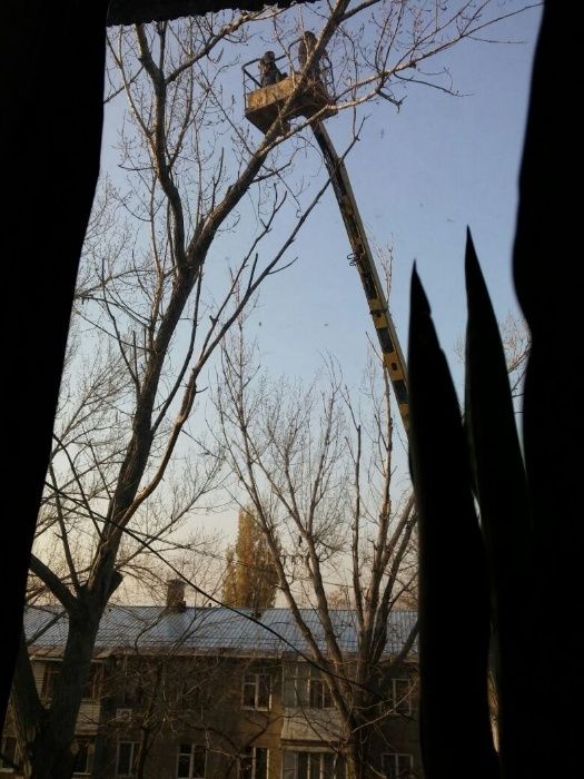 Спил и сан обрезка, кронирование деревьев