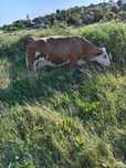 Vaca de-a fata de vanzare