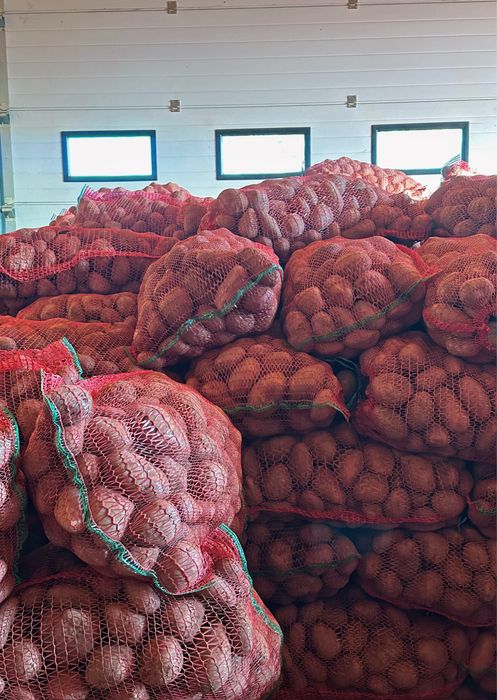 Cartofi de consum alb si rosu calitate •Producător