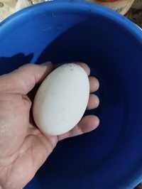 Яйца гусиные на инкубацию.