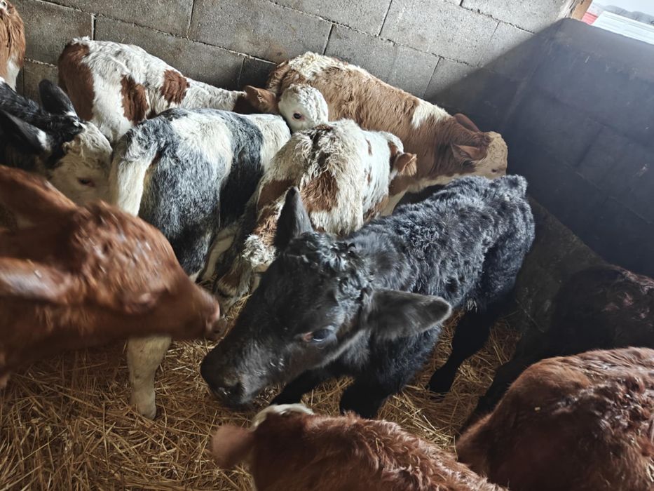 Vand taurasi si vitele