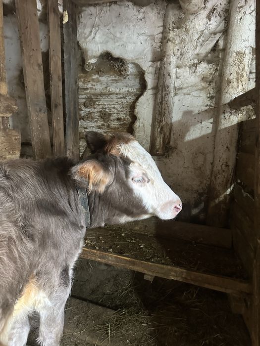 Vand vitica bruna de 7 luni