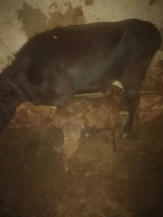 Продавам крава преснотелка с теле мъжко агне за разплод или курбан