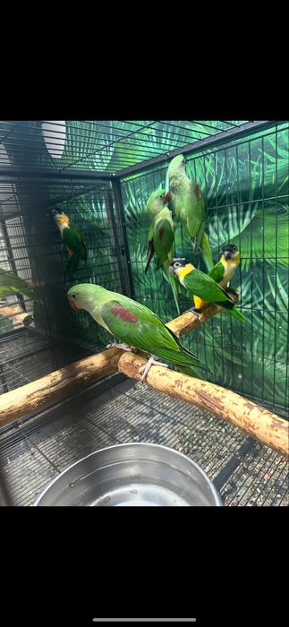 Papagali caique,amazon