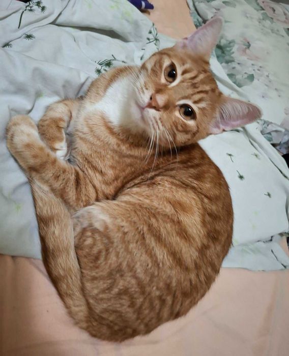 Чери – млад и социален котарак търси спешно дом (Ботевград]