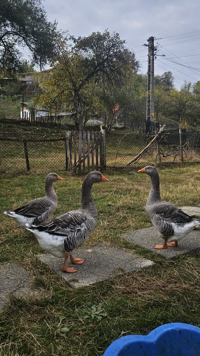 Familie de gâște