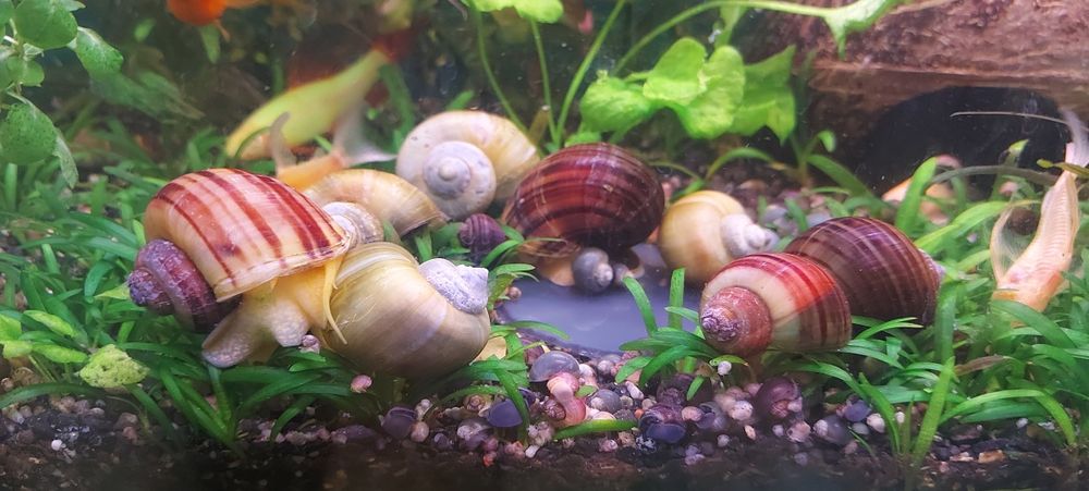 Melci pomaceea, de substrat si plante