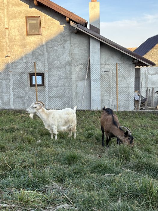 Vand 2 capre si un țap alpin francez