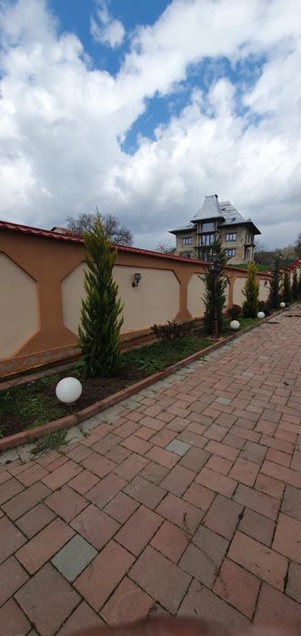 Leylandii glod lamaita calitate extra livram oriunde in tara pret minm
