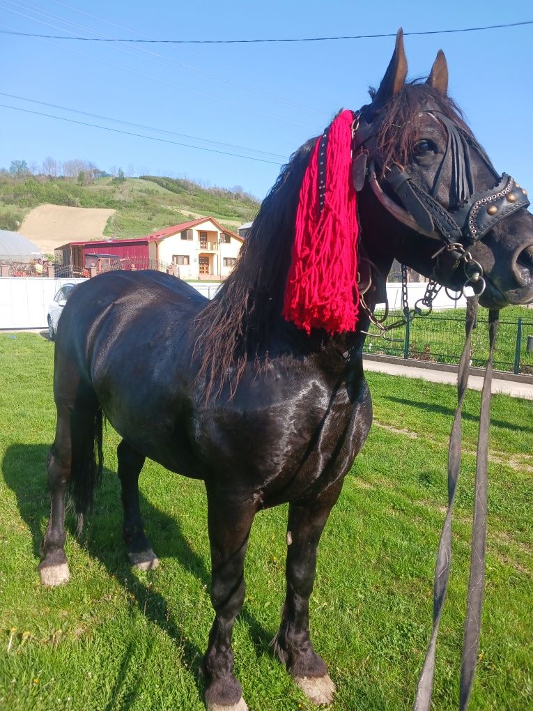 De vânzare  cal castrat