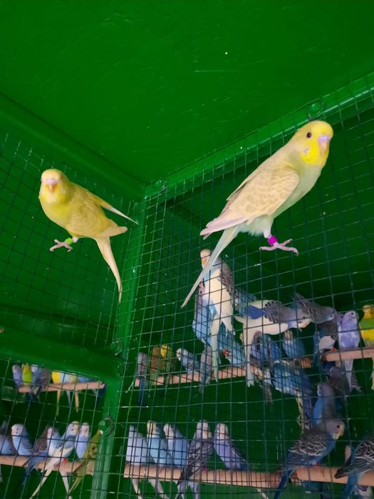 Vand perusi diverse culori