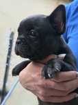 Bulldog Francez