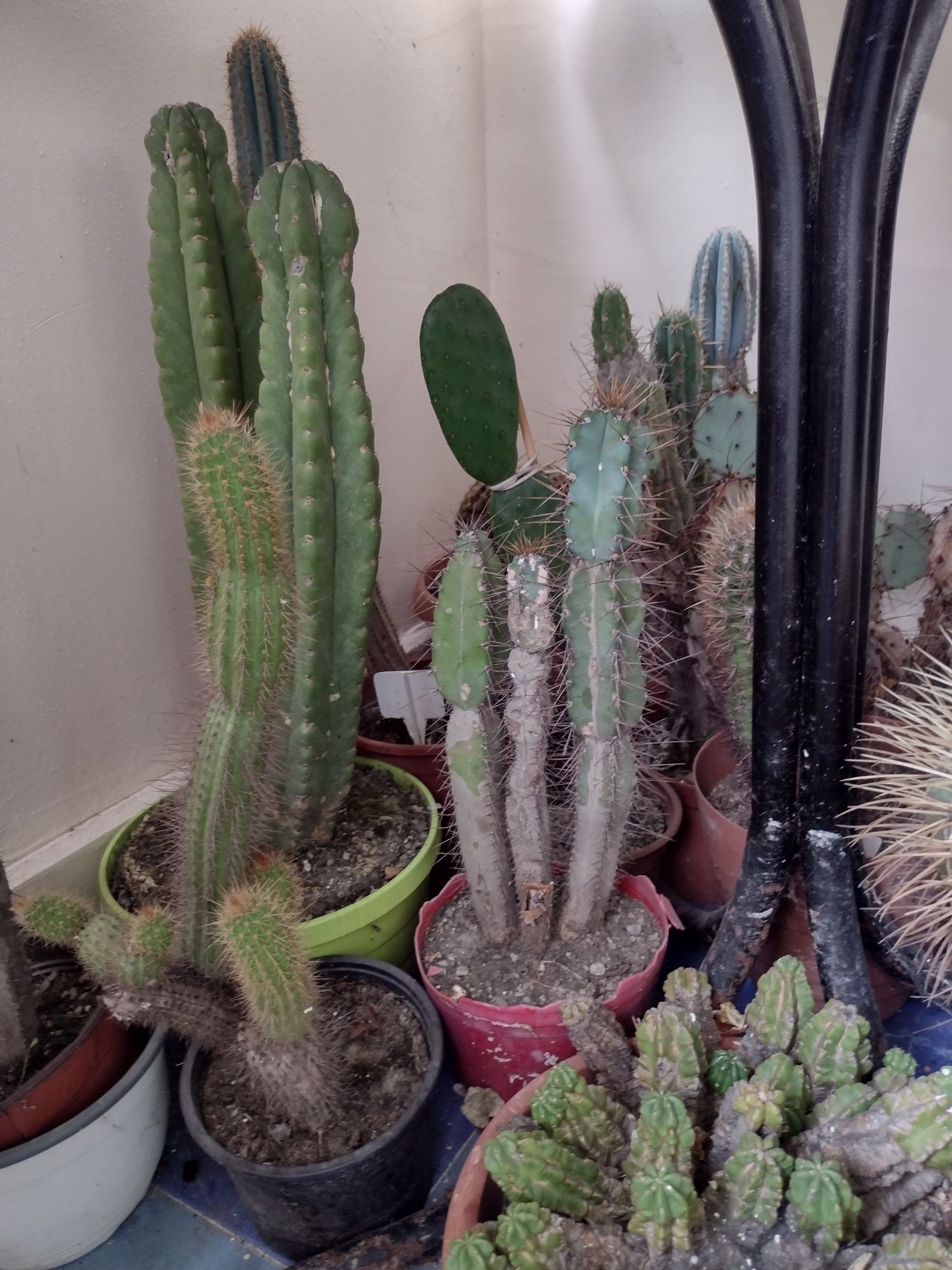 Cactuși/plante de apartament