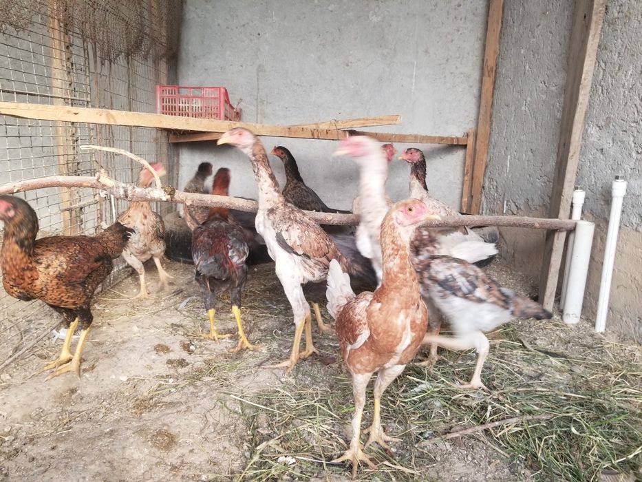 Dakan tovuq xorozlar