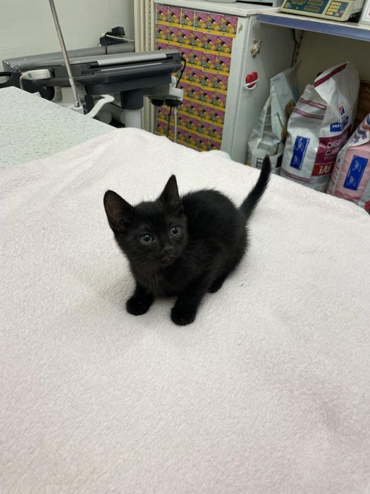 Подаряваме котенца