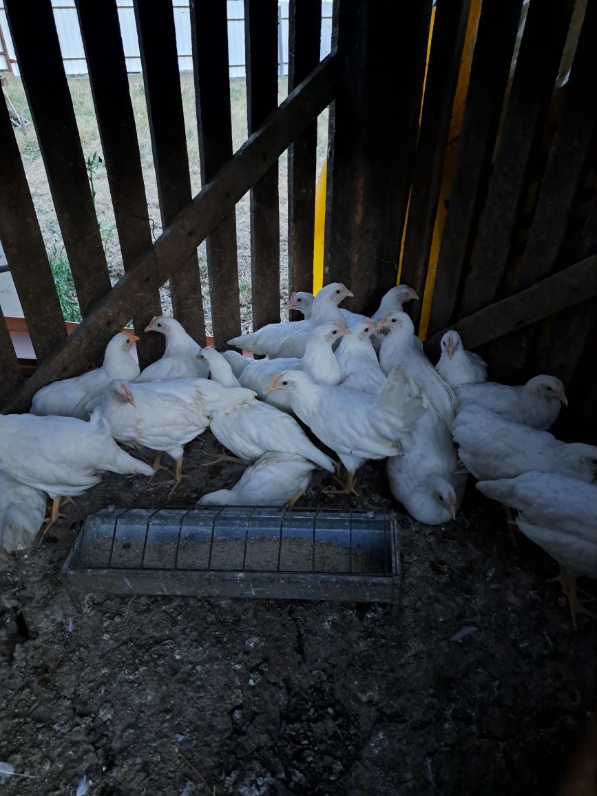 Puicuțe rasa Leghorn