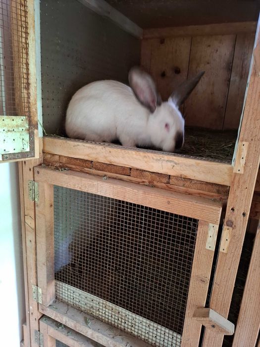 Uriaș de Transilvania