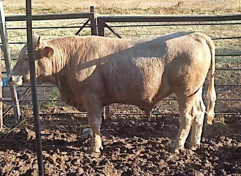 Согым, бычки, говядина, 1.5 годовалые, 7 месяцев откорма,