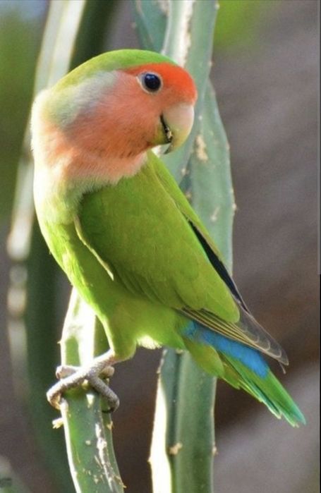 Papagal Micul Alexandru și Agapornis